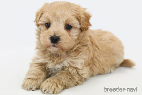 成約済の神奈川県のマルプー:マルチーズ×トイプードル-305805の2枚目